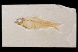 Bargain, Fossil Fish (Knightia) - Wyoming #89175-1